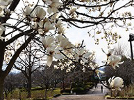 相模原北公園のハクモクレンの拡大写真を表示