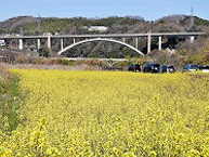 春の風景　小倉橋と菜の花の拡大写真を表示