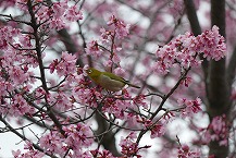 メジロとオカメザクラ（県立相模原公園）の拡大写真を表示