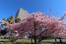 橋本公園の河津桜の拡大写真を表示