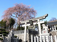 満開のしだれ桜（八坂神社）の拡大写真を表示
