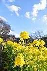 菜の花（津久井湖城山公園花の苑池）の拡大写真を表示