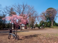河津桜(新田稲荷神社)の拡大写真を表示
