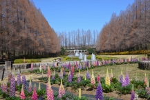 ルピナス(県立相模原公園)の拡大写真を表示