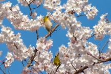 ハルメキザクラとメジロ(県立相模原公園)の拡大写真を表示