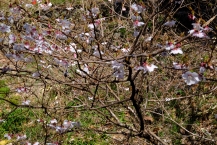 ヤブザクラ（城山公園）の拡大写真を表示