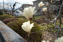 モクレン（三ケ木）の拡大写真を表示