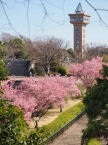 オカメザクラとグリーンタワー（県立相模原公園）の拡大写真を表示