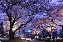 市役所さくら通りの桜ライトアップの拡大写真を表示