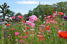 鹿沼公園のひなげしの拡大写真を表示