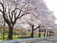 相模線沿いの桜並木の拡大写真を表示