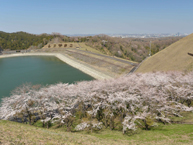 城山湖の桜の拡大写真を表示