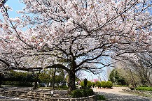 横山公園の桜の拡大写真を表示