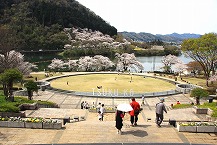 水の苑池も花の苑池も桜満開！の拡大写真を表示