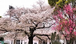 春の横山公園の拡大写真を表示