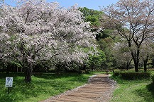 相模川自然の村公園桜の広場の拡大写真を表示