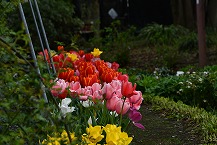 チューリップ（相模原麻溝公園）の拡大写真を表示