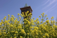 麻溝公園の菜の花の拡大写真を表示