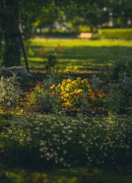 夕日に照らされる橋本公園の花壇の拡大写真を表示