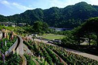 ルピナスの花（津久井湖城山公園　水の苑地）の拡大写真を表示