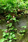 ハンショウヅルの花の拡大写真を表示