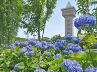 相模原麻溝公園のあじさいの拡大写真を表示