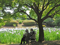 県立相模原公園の花菖蒲の拡大写真を表示