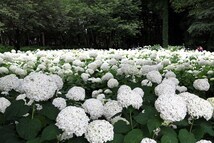 相模原北公園のアナベルの拡大写真を表示