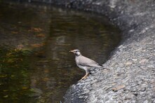 ムクドリ(相模大野中央公園)の拡大写真を表示