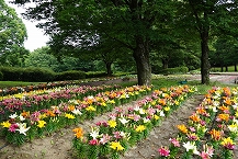 スカシユリ（県立相模原公園）の拡大写真を表示