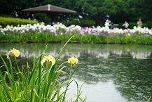 花菖蒲園を訪れて（県立相模原公園　水無月園）の拡大写真を表示
