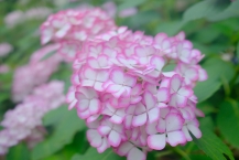 アジサイ祭り(相模原北公園)の拡大写真を表示