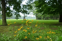 ルドベキアの咲く風景（県立相模原公園）の拡大写真を表示