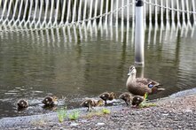 カルガモ(相模大野中央公園)の拡大写真を表示