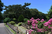 百日紅（相模原麻溝公園）の拡大写真を表示