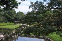 ネムノキ(県立相模原公園)の拡大写真を表示