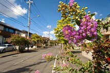 サルスベリの街路樹（中央区田名塩田）（2023年8月撮影分）の拡大写真を表示