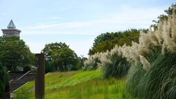 パンパスグラスとグリーンタワー（県立相模原公園）（2023年8月撮影分）の拡大写真を表示