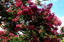 百日紅の花(津久井レークタウン)の拡大写真を表示