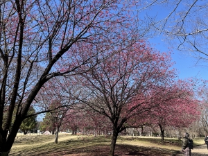 相模原公園の桜
