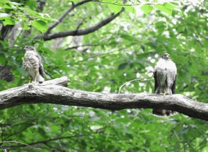 野鳥「ツミ」の子育ての様子の写真1