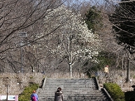 写真：ハクモクレンの観察（内藤賀三さん）