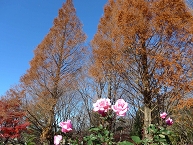 写真：秋の相模原北公園（稲葉久通さん）