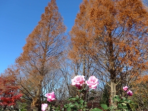 相模原北公園の写真1