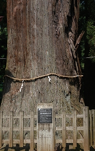 青根諏訪神社の大杉　写真1