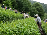 写真：和田の里体験センター『村の家』で思い出作り！「茶摘み＆手作り茶体験ツアー」に参加しました（菊地正さん）