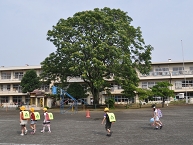 写真：淵野辺小学校神樹の木を訪ねて（遠藤修さん）