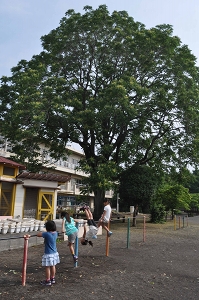 淵野辺小学校神樹の木の写真2
