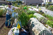 写真：土に親しみながら野菜の栽培（山科昌俊さん）