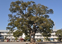 写真：新磯小学校の大くすの木を訪ねて（遠藤修さん）